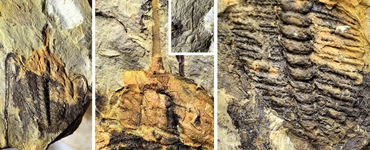 Acrocephalina sp., a Cambrian trilobite fossil from Hunan.