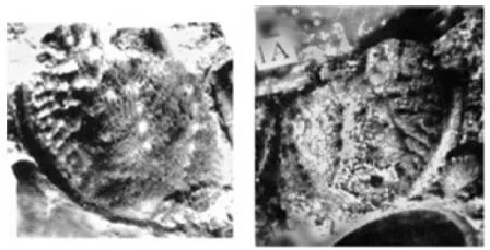 Agnostotes orientalis, a Cambrian trilobite fossil from Zhejiang.