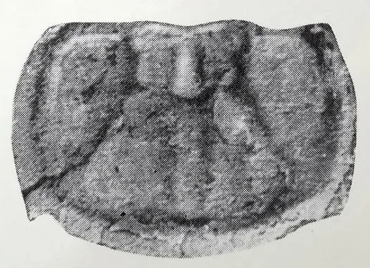 Agnostotes tianshanicus, a Cambrian trilobite fossil from Xinjiang.