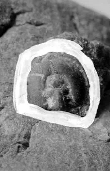Agnostus inexpectans, a Cambrian trilobite fossil from Zhejiang.