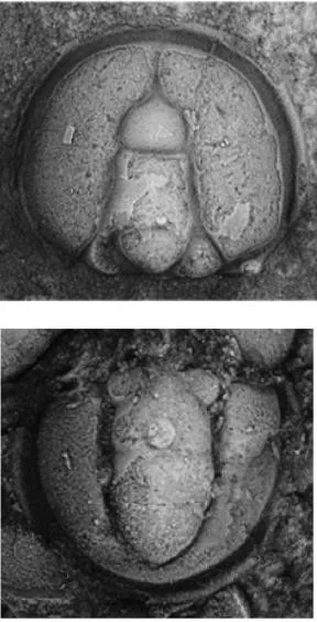 Agnostus pisiformis, a Cambrian trilobite fossil from Sweden.