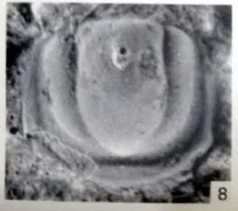 Ammagnostus laiwuensis, a Cambrian trilobite fossil from Shandong.