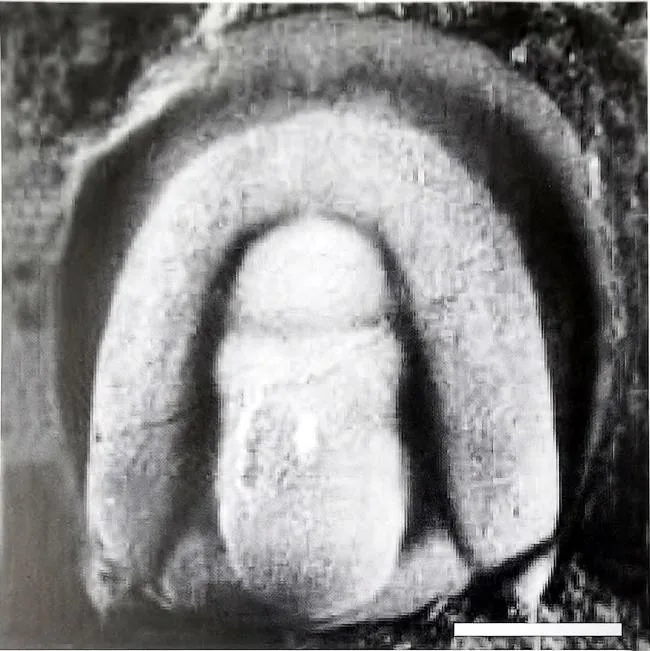 Ammagnostus wangcunensis, a Cambrian trilobite fossil from Hunan.