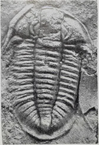 Annamitella liexiensis, a Ordovician trilobite fossil from Hunan.