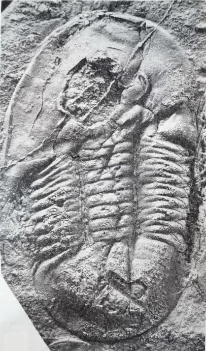 Asaphellus aristous, a Ordovician trilobite fossil from Hunan.