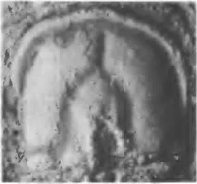 Aspidagnostus laevis, a Cambrian trilobite fossil from Hunan.