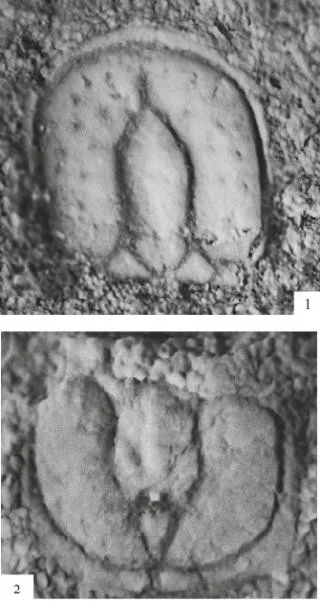 Aspidagnostus lunulosus, a Cambrian trilobite fossil from Hunan.