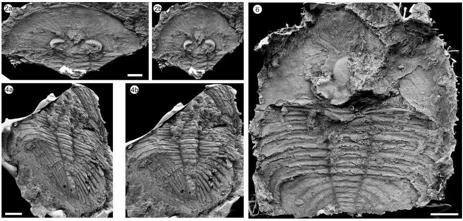 Birmanites birmanicus, a Ordovician trilobite fossil from Yunnan.