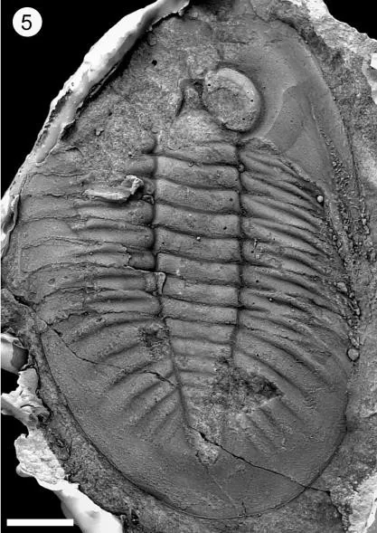 Birmanites yunnanensis, a Ordovician trilobite fossil from Yunnan.