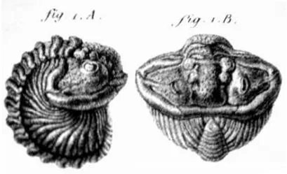 Calymene blumenbachii, a Silurian trilobite fossil from UK.