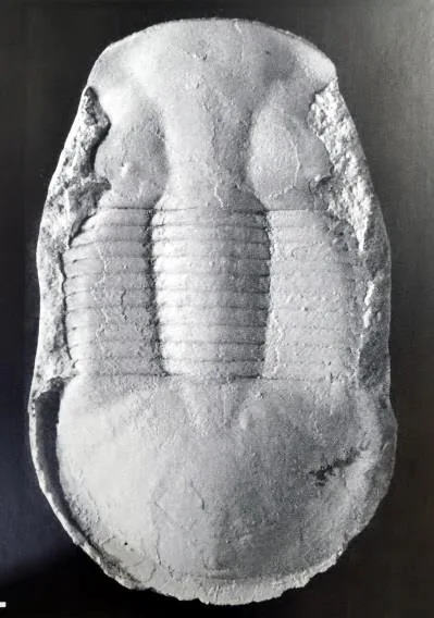 Ciliscutellum ciliensis, a Silurian trilobite fossil from Hunan.