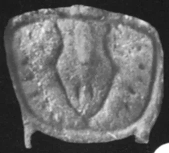 Clavagnostus calensis, a Cambrian trilobite fossil from Hunan.