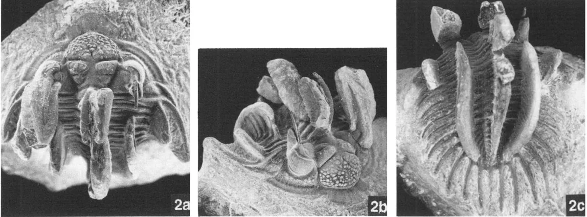 Comura bultyncki, a Devonian trilobite fossil from Morocco.