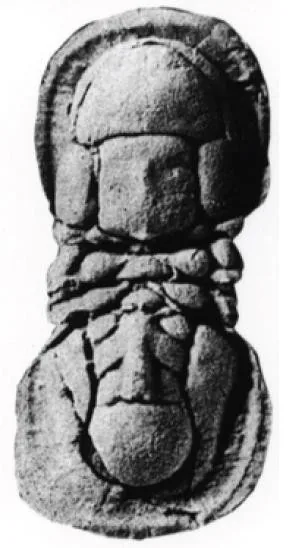 Condylopyge rex, a Cambrian trilobite fossil from Czech Republic.