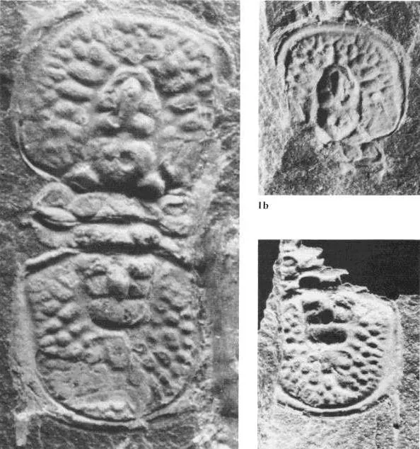 Corrugatagnostus magnodosus, a Ordovician trilobite fossil from Germany.