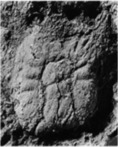 Corrugatagnostus morea, a Ordovician trilobite fossil from UK.
