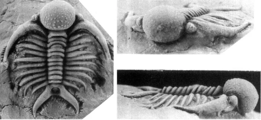 Deiphon barrandei, a Silurian trilobite fossil from UK.