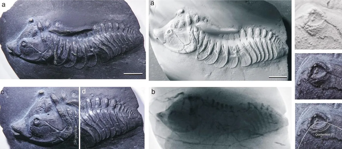 Devononeseuretus beicht, a Devonian trilobite fossil from Germany.
