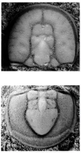 Diplagnostus planicauda, a Cambrian trilobite fossil from Zhejiang.