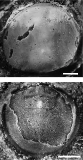 Distagnostus celatus, a Cambrian trilobite fossil from Hunan.