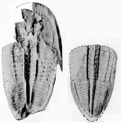 Dolerobasilicus yokusensis, a Ordovician trilobite fossil from Korea.