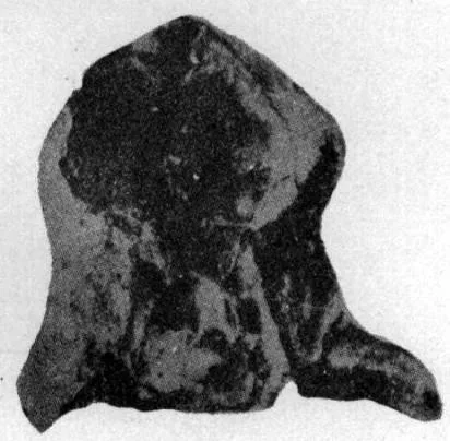 Eoisotelus orientalis, a Ordovician trilobite fossil from Hebei.