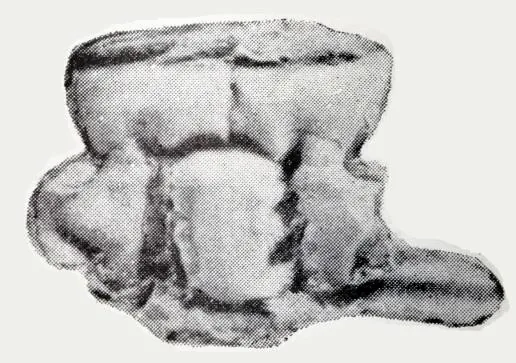 Euloma changshanensis, a Ordovician trilobite fossil from Zhejiang.