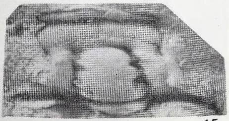 Euloma orientalis, a Ordovician trilobite fossil from Hunan.