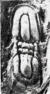 Geragnostus fengzuensis, a Ordovician trilobite fossil from Zhejiang.