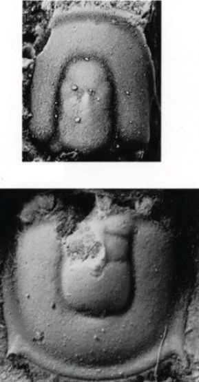 Geragnostus sidenbladhi, a Ordovician trilobite fossil from Sweden.