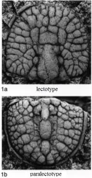 Glyptagnostus reticulatus, a Cambrian trilobite fossil from Zhejiang.