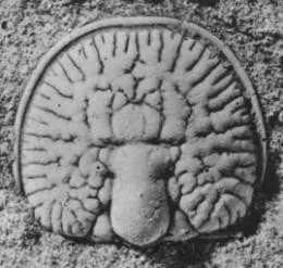 Glyptagnostus stolidotus, a Cambrian trilobite fossil from Zhejiang.