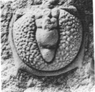 Goniagnostus fumicola, a Cambrian trilobite fossil from Hunan.