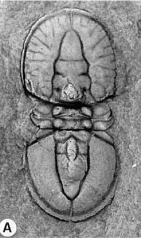 Goniagnostus nathorsti, a Cambrian trilobite fossil from Zhejiang.