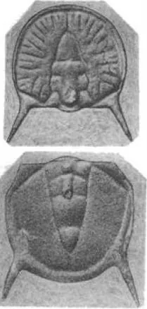 Goniagnostus spiniger, a Cambrian trilobite fossil from Zhejiang.