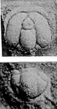 Hadragnostus modestus, a Cambrian trilobite fossil from Hunan.