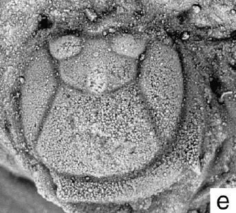 Han solo, a Ordovician trilobite fossil from Hunan.