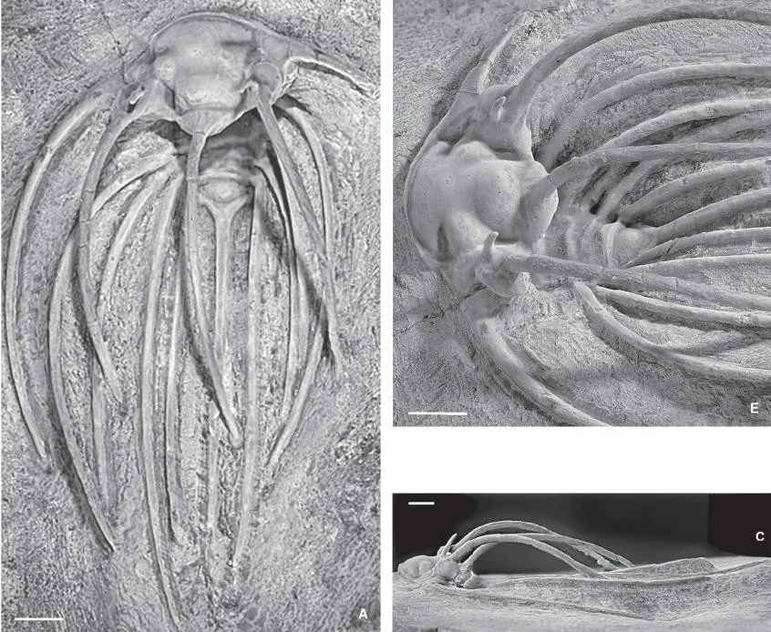 Heliopeltis johnsoni, a Devonian trilobite fossil from Morocco.