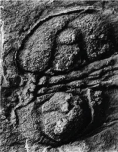 Homagnostus obesus, a Cambrian trilobite fossil from Shandong.