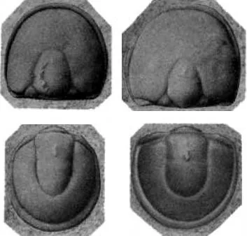 Hypagnostus brevifrons, a Cambrian trilobite fossil from Zhejiang.