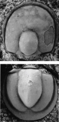 Hypagnostus parvifrons, a Cambrian trilobite fossil from Shandong.
