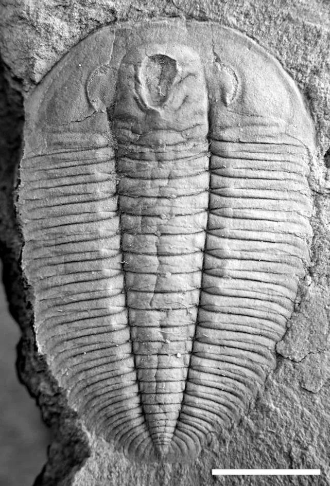 Hypermecaspis armata, a Ordovician trilobite fossil from Argentina.