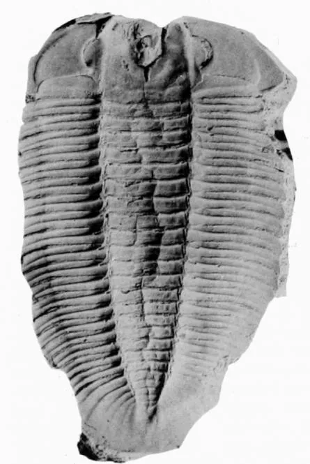 Hypermecaspis inermis, a Ordovician trilobite fossil from Argentina.
