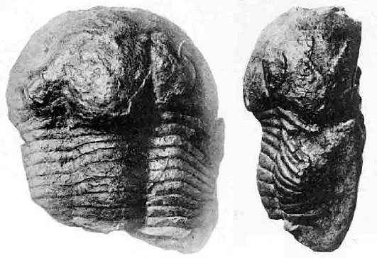Illaenus sinensis, a Ordovician trilobite fossil from Hubei.