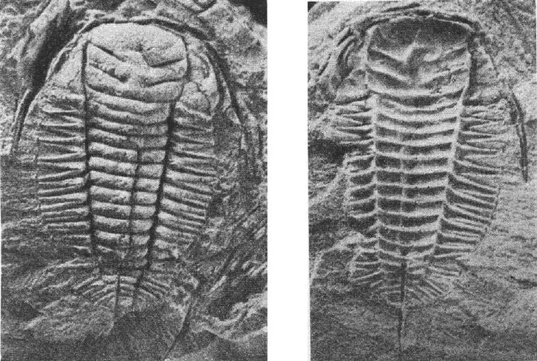 Inkouia jiangshanensis, a Ordovician trilobite fossil from Zhejiang.