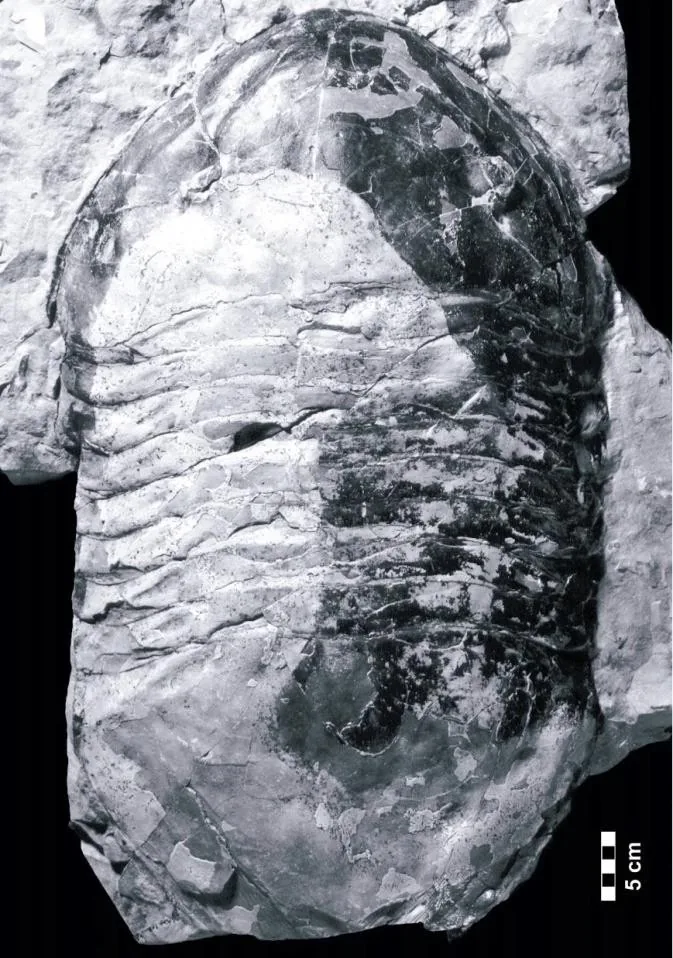 Isotelus rex, a Ordovician trilobite fossil from Canada.