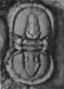 Itagnostus interstrictus, a Cambrian trilobite fossil from USA.