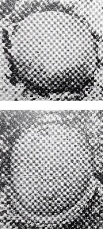 Leiagnostus ellipticus, a Cambrian trilobite fossil from Zhejiang.