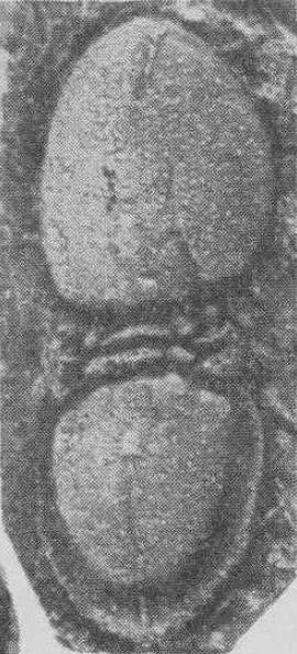 Leiagnostus sanduensis, a Ordovician trilobite fossil from Guizhou.