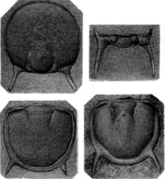 Lejopyge armata, a Cambrian trilobite fossil from Zhejiang.